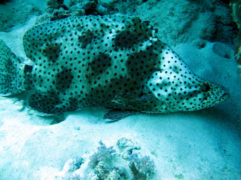 031309 Gran Barrera 2 8x6 033