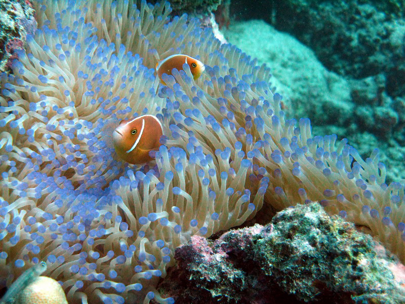 031309 Gran Barrera 2 8x6 036