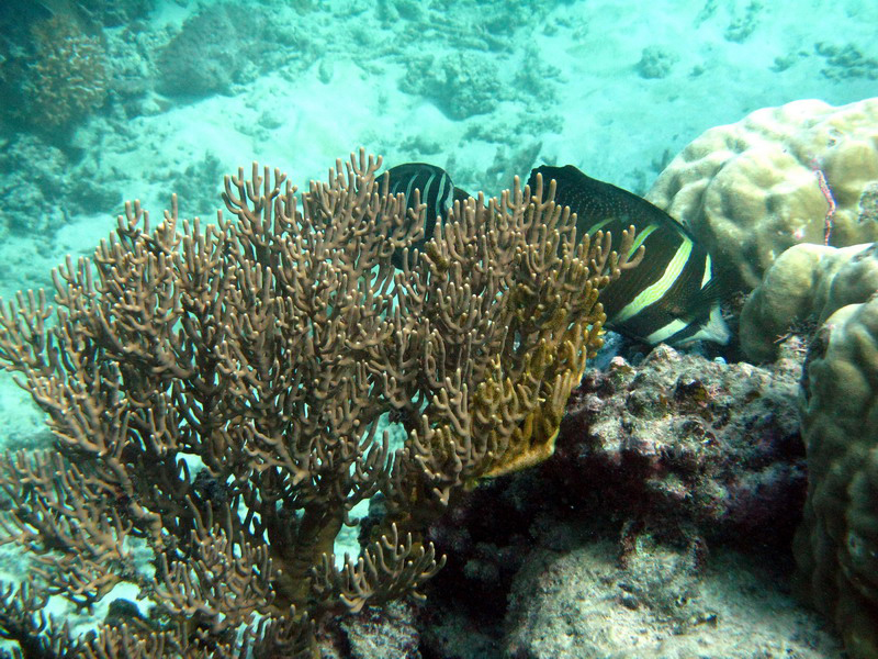 031309 Gran Barrera 2 8x6 039