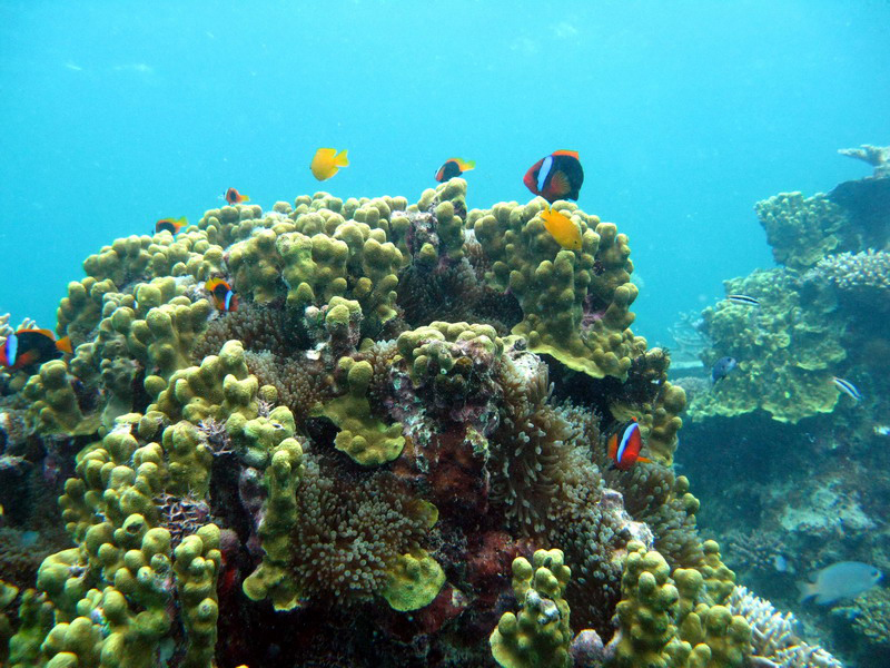 031309 Gran Barrera 2 8x6 041