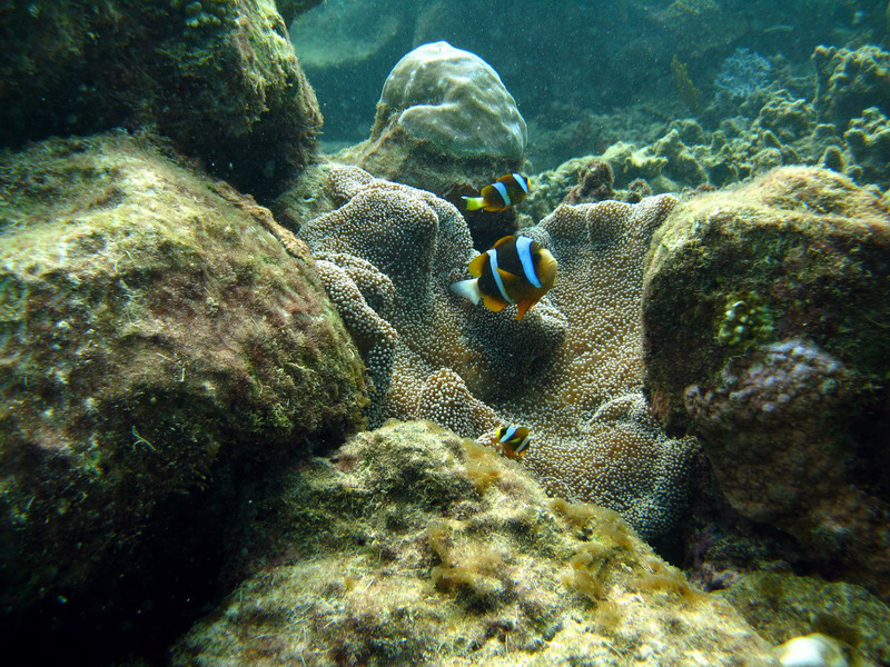 031309 Gran Barrera 2 8x6 044