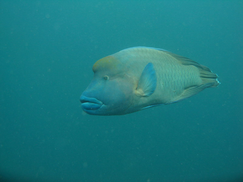 031309 Gran Barrera 2 8x6 050