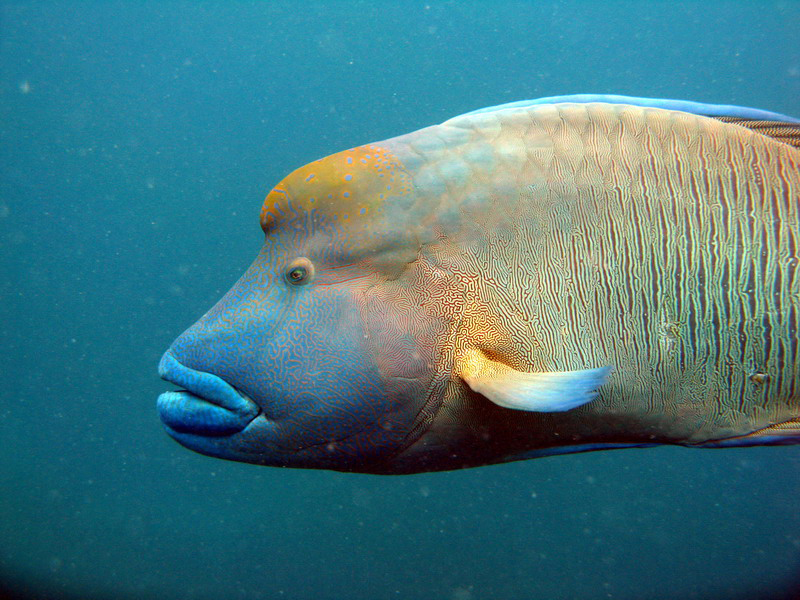 031309 Gran Barrera 2 8x6 051