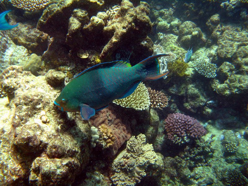 031309 Gran Barrera 2 8x6 053