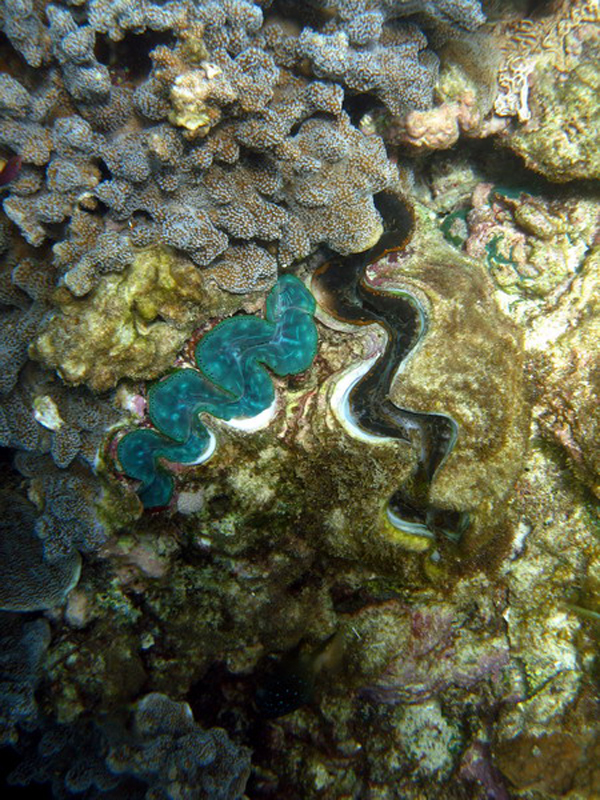 031309 Gran Barrera 2 8x6 054