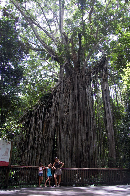 030809 Tablelands Falls Circuit 019