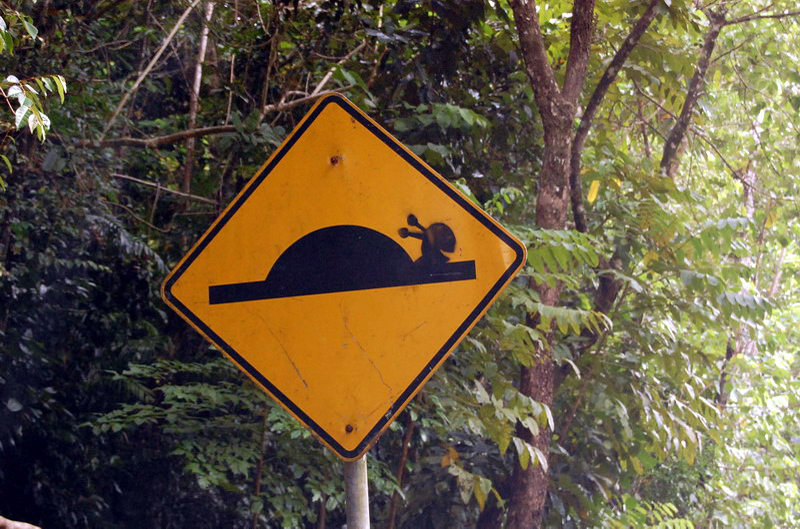 030909 Cape Tribulation 8x6 004