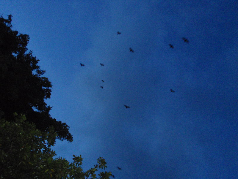 031109 Cairns lavado coche 8x6 016