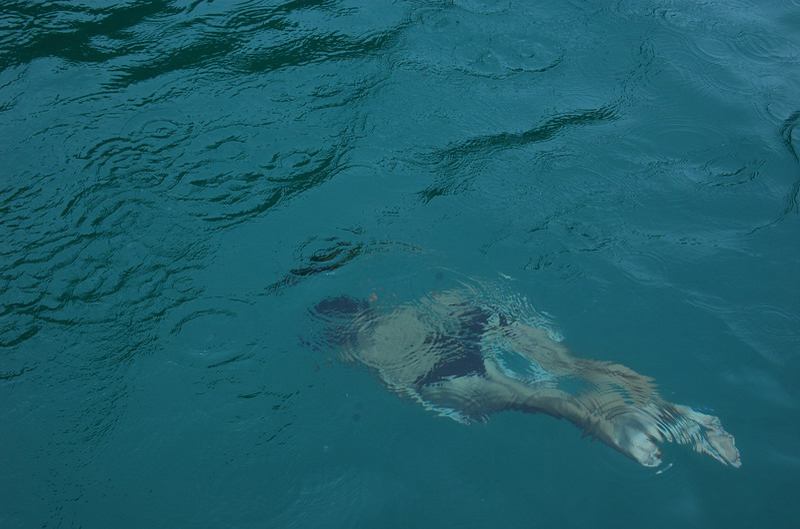 012409 Paraty Escunha 018