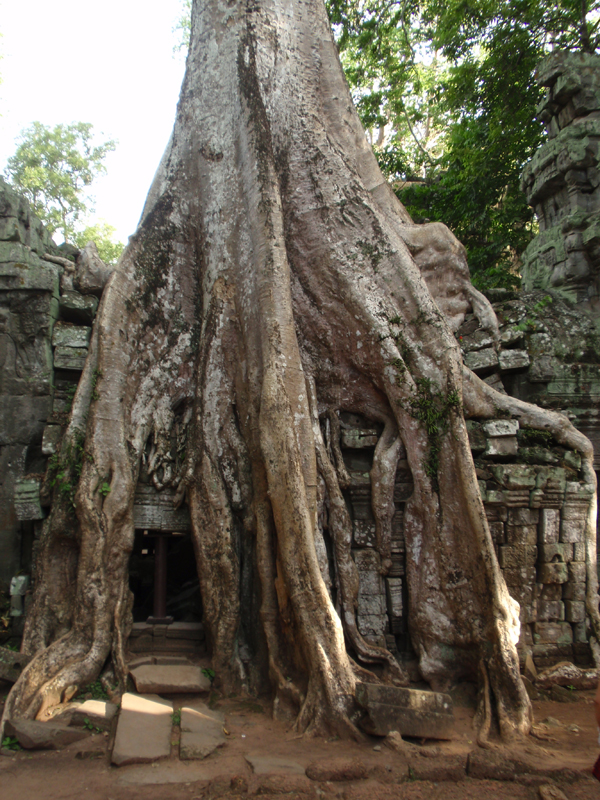 3 Angkor 5190189