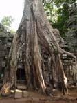 3 Angkor 5190189