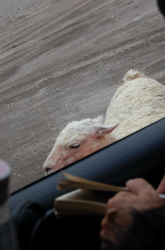 120908 La Paz - Arica 8x6 002