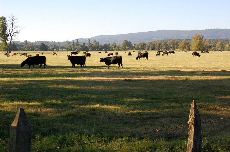 121408 Pucón,Lican Ray,Panguipull 8x6 025