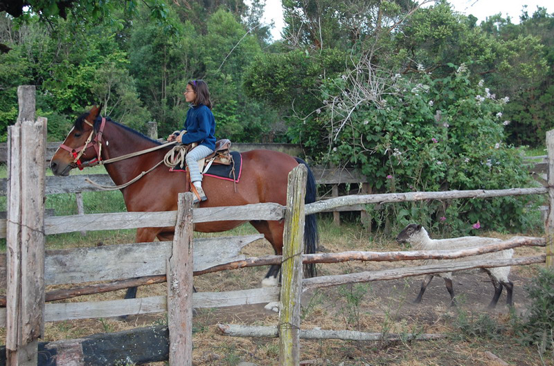 121808 Volcán Osorno 8x6 050