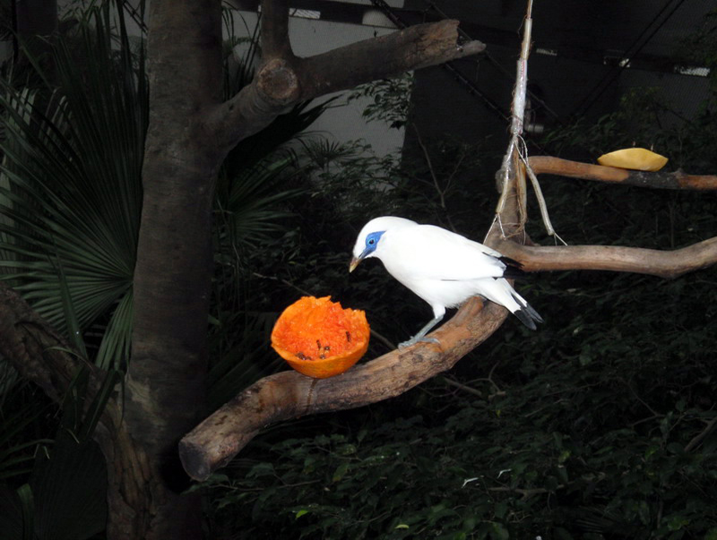 032709 Hong Kong Park 021