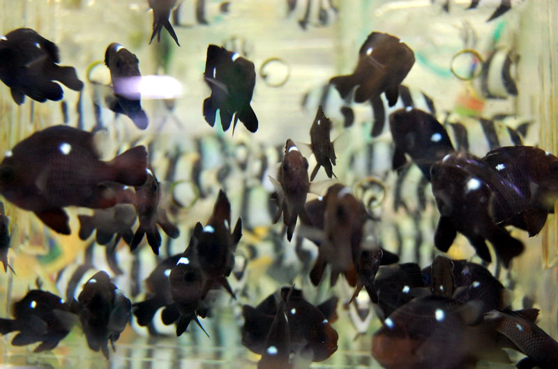 032909 HK calle peces 005