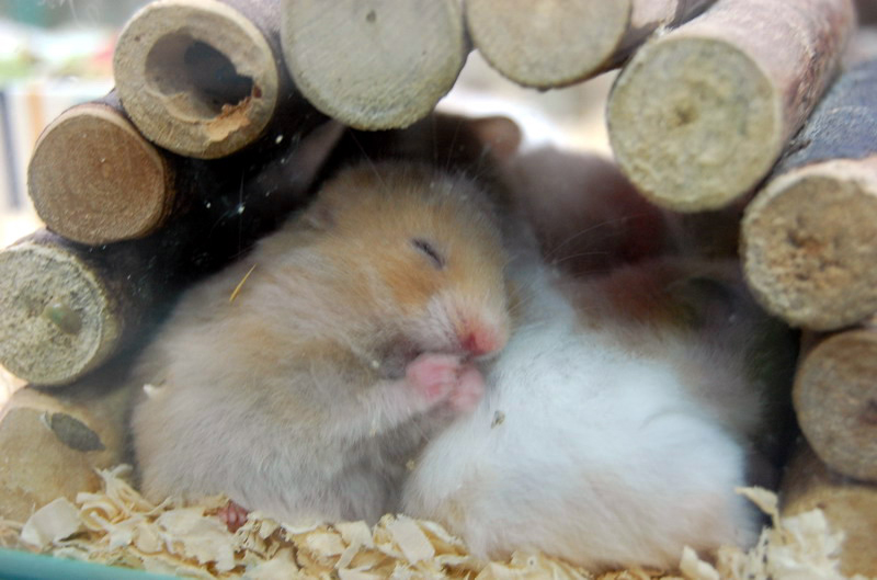 032909 HK calle peces 007