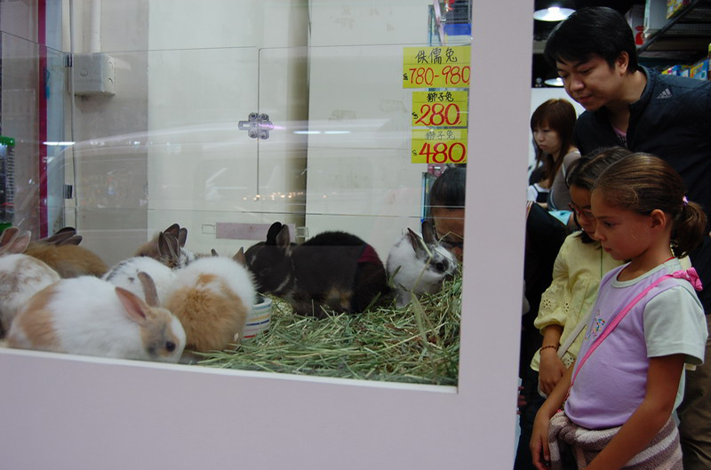 032909 HK calle peces 008