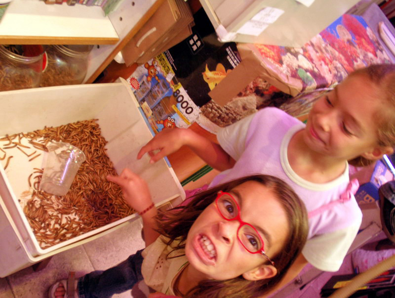 032909 HK calle peces 028