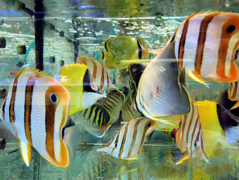 032909 HK calle peces 031