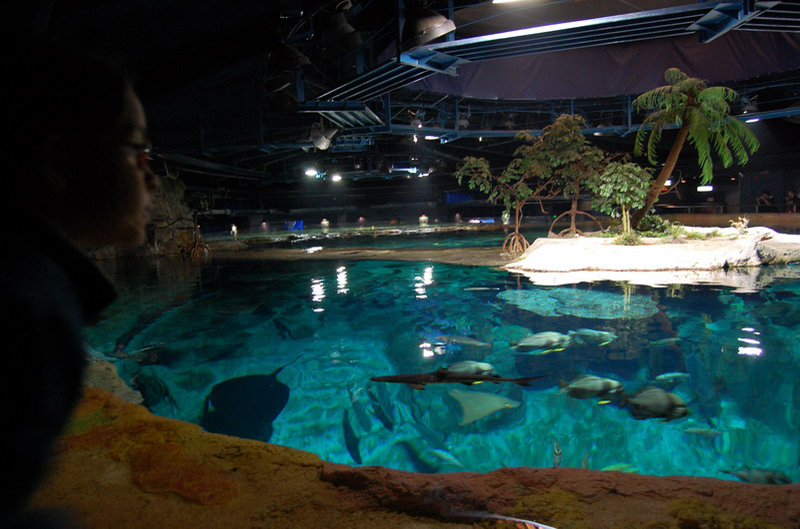 033009 HK Ocean Park 031