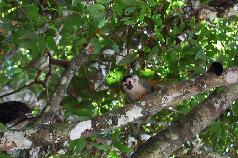 3 Manuel Antonio 00025