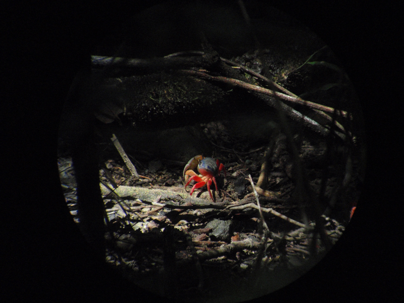 3 Manuel Antonio 00026