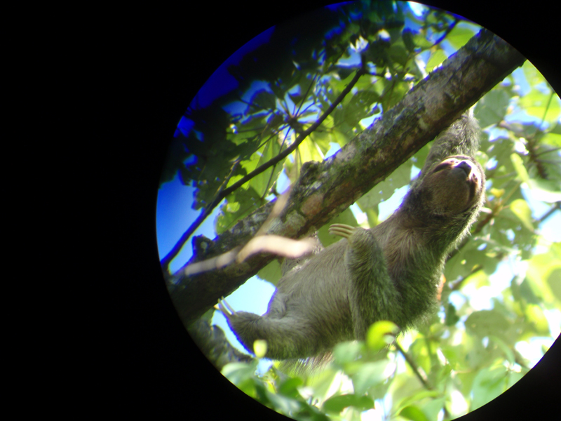 3 Manuel Antonio 00029