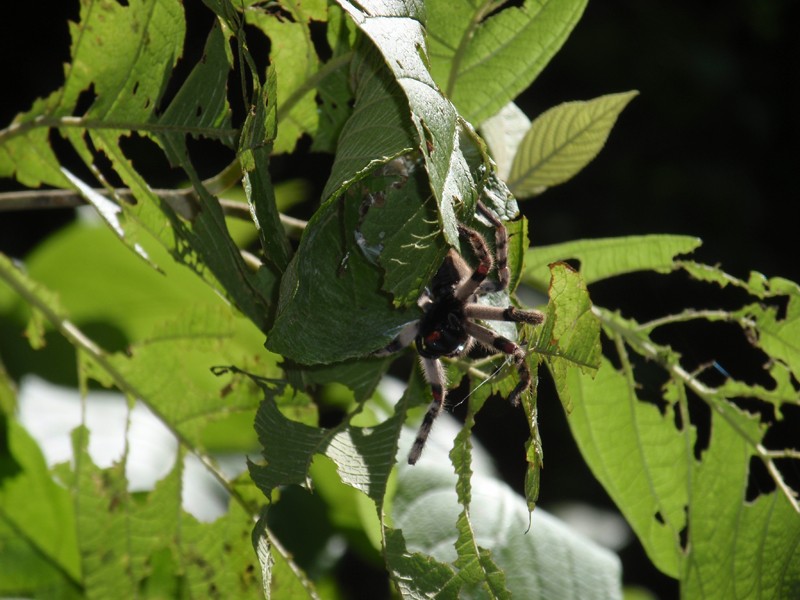 3 Manuel Antonio 00031