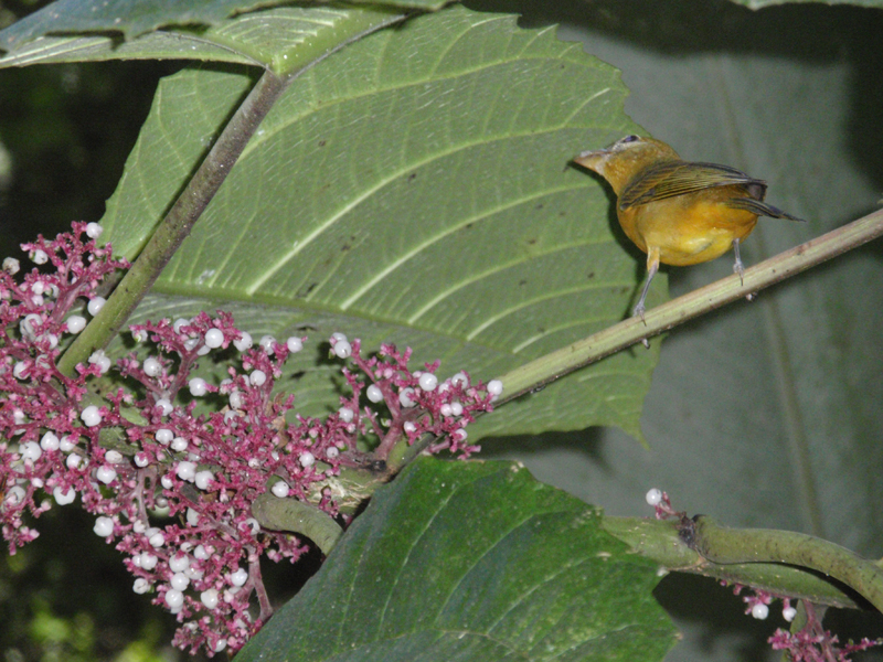 3 Manuel Antonio 00032