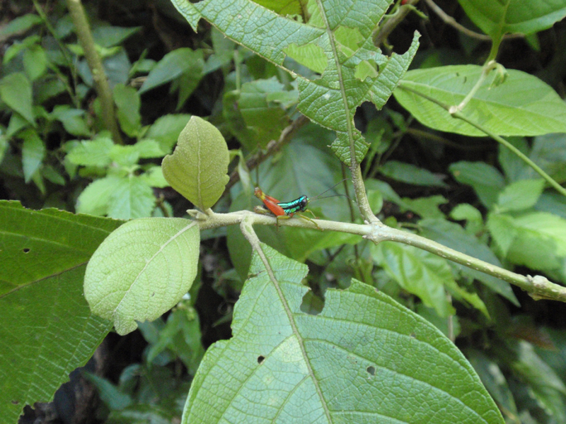 3 Manuel Antonio 00033