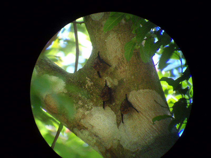 3 Manuel Antonio 00035