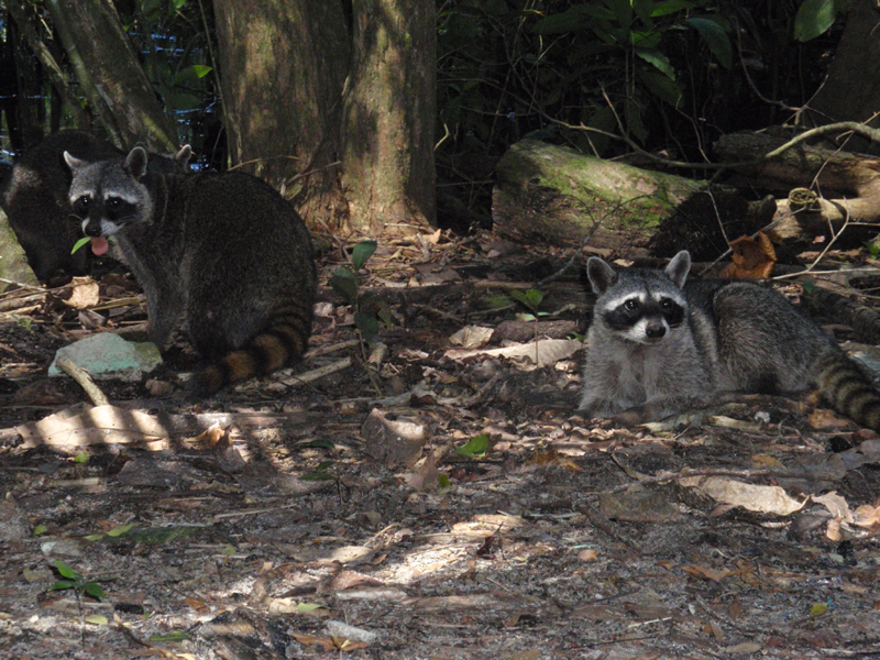 3 Manuel Antonio 00036
