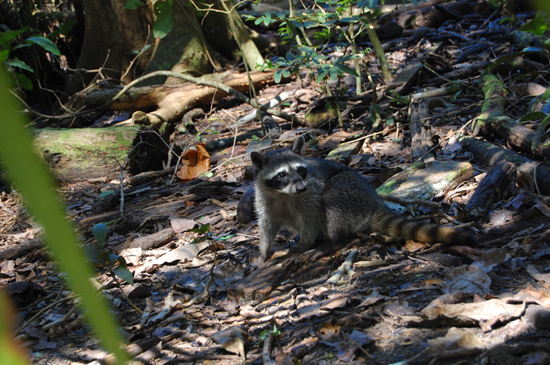 3 Manuel Antonio 00038