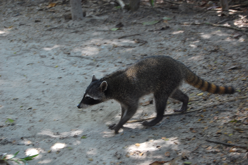3 Manuel Antonio 00039