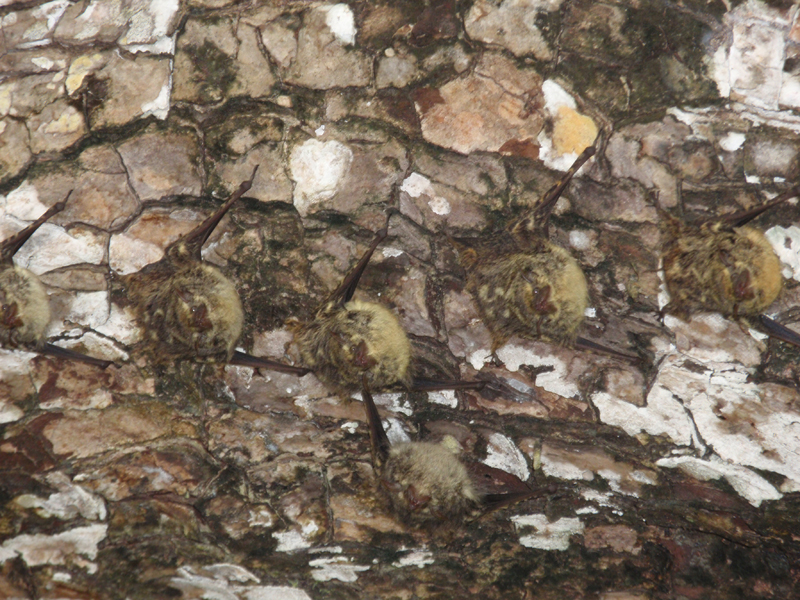 3 Manuel Antonio 00040