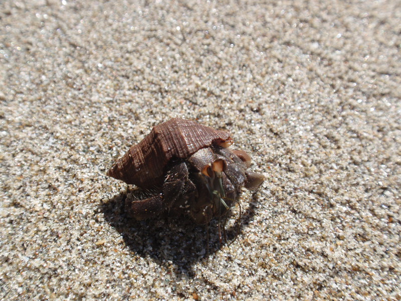 4 Manuel Antonio 060197