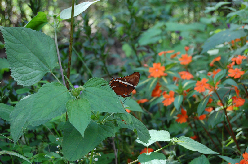 Lago Atitlán 0363