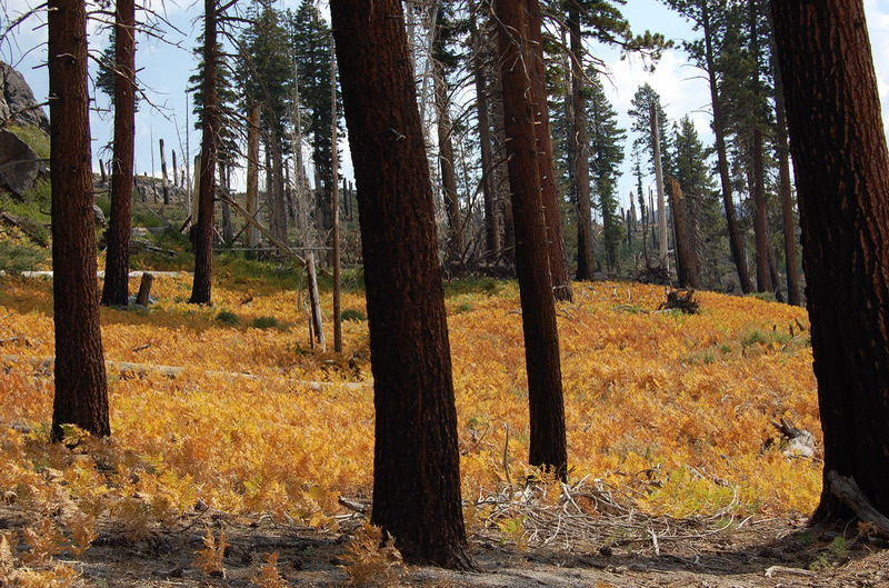 Mammoth Lakes_005