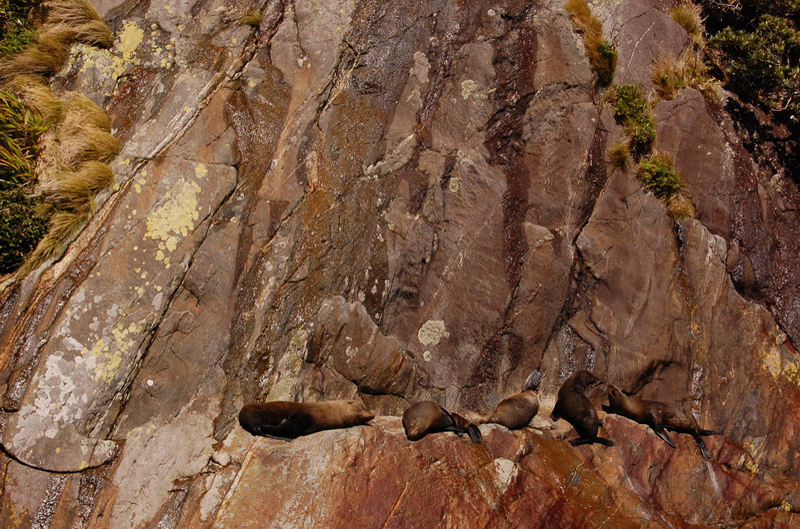 020109 Milford Sound 024