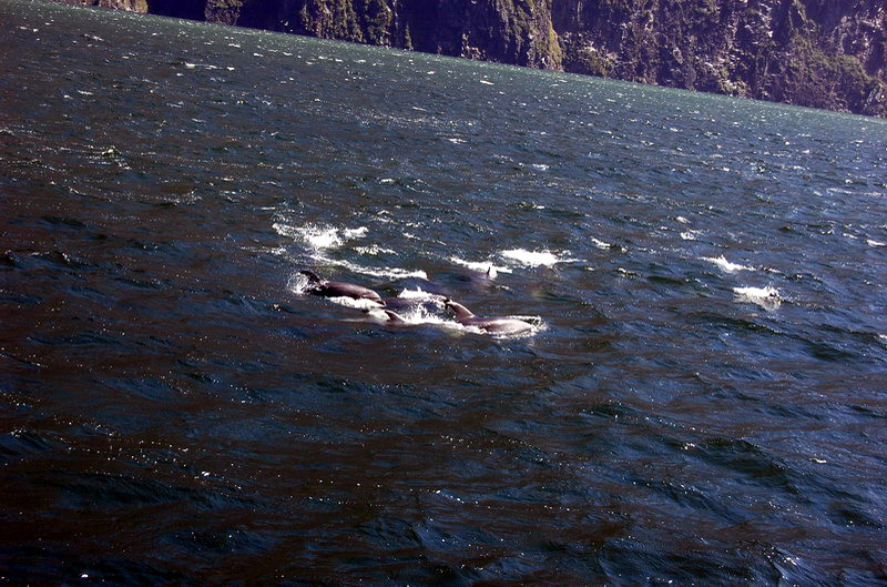 020109 Milford Sound 050