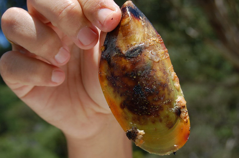 020509 Queen Charlotte's Track 030