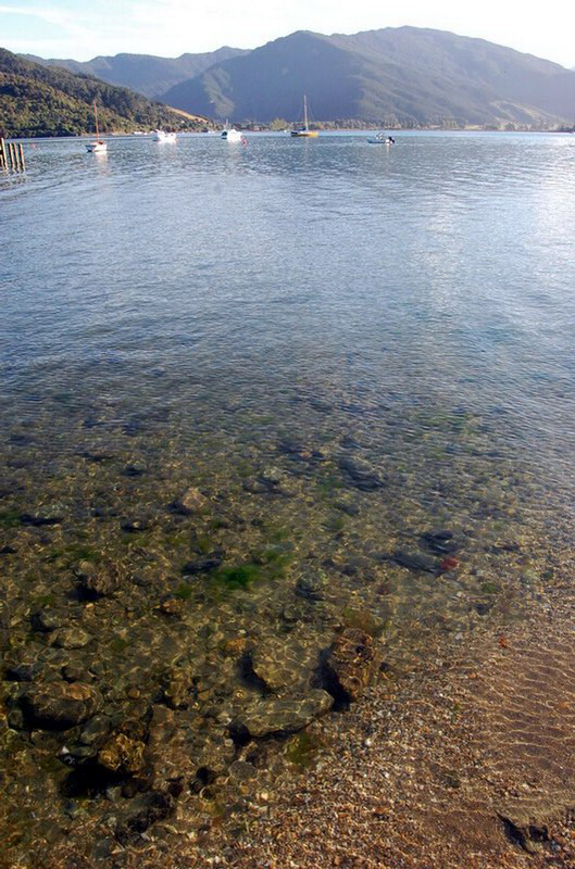 020509 Queen Charlotte's Track 054