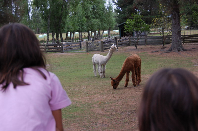 020909 Rotorua Zorbing 8x6 054