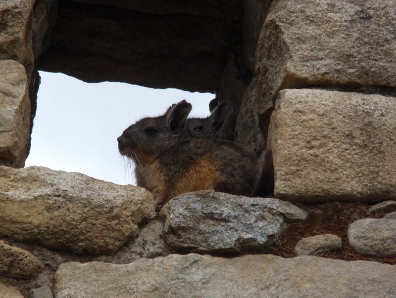 112708 Machu Pichu 8x6 094