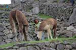 112708 Machu Pichu 8x6 076