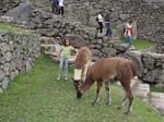 112708 Machu Pichu 8x6 111