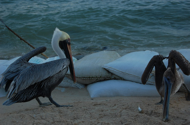 100708 Playa del Carmen 051