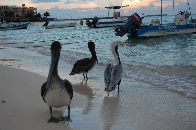 100908 Playa del Carmen 032