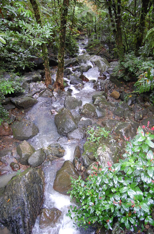 El Yunque 007_1